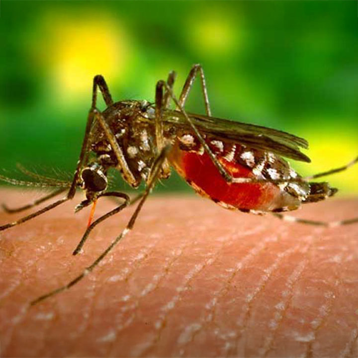 Anthony James helps genetically engineer mosquitoes resistant to dengue fever virus