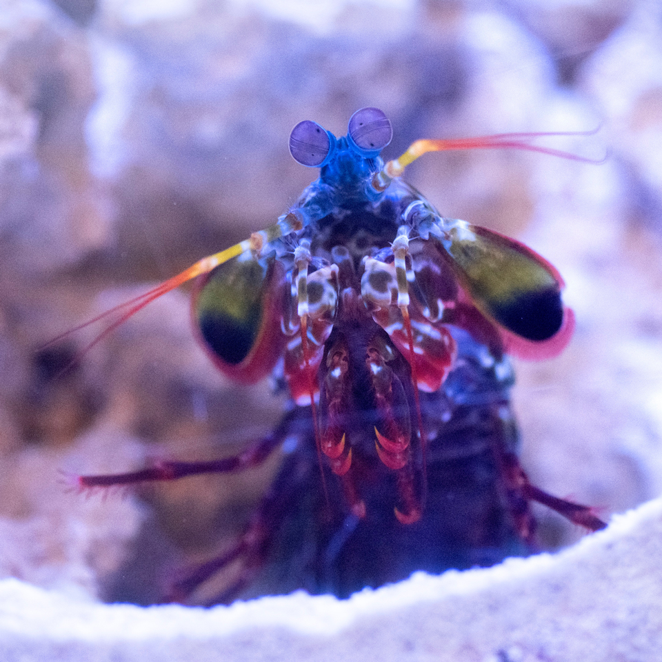 Aquarium tanks in the laboratory of David Kisailus, UC Irvine professor of materials science and engineering, are home to mantis shrimp