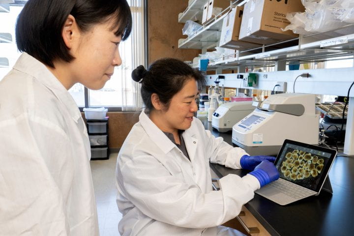  Momoko Watanabe (left), UC Irvine assistant professor of anatomy and neurobiology and a faculty member of the Sue & Bill Gross Stem Cell Research Center, here with study co-author Yuan-Chen Tsai