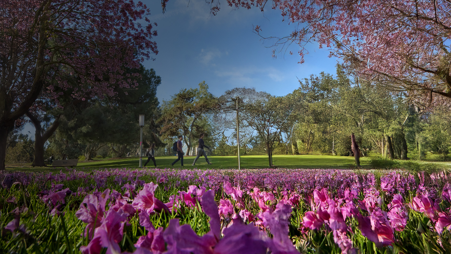Campus beauty shot of Aldrich Park